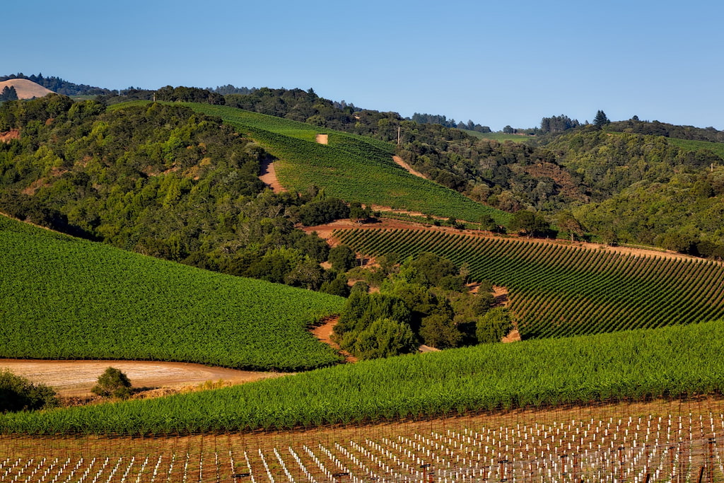 vineyards stretched across rolling green hills close to Northern California boutique hotels